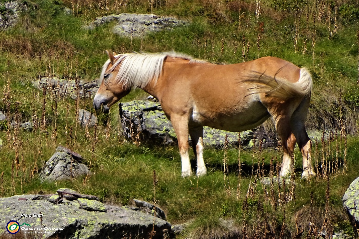 30 Cavallo al pascolo.JPG